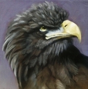 Fish Eagle